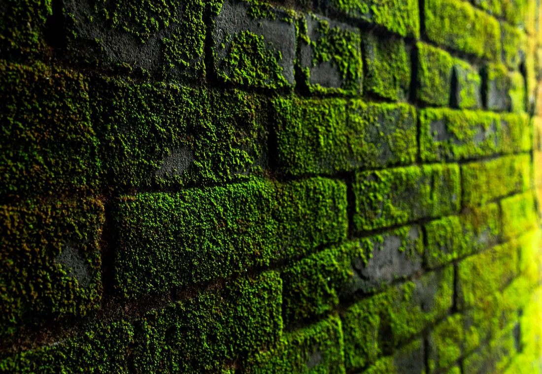 Groene aanslag